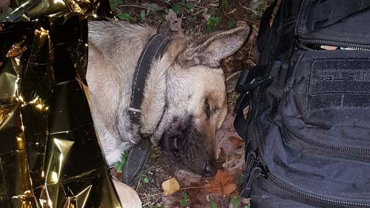 Konającego psa z połamanymi kończynami i silnym urazem głowy znaleźli w przydrożnym rowie policjanci z komisariatu w Gąbinie. 