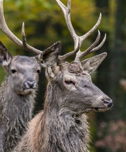 Otwock. Jelenie zapadły się w bagnach. Akcja ratunkowa