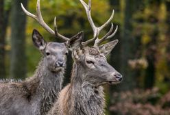 Otwock. Jelenie zapadły się w bagnach. Akcja ratunkowa