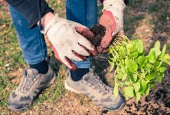 Kalendarz biodynamiczny. Maj to czas intensywnych prac w ogrodzie