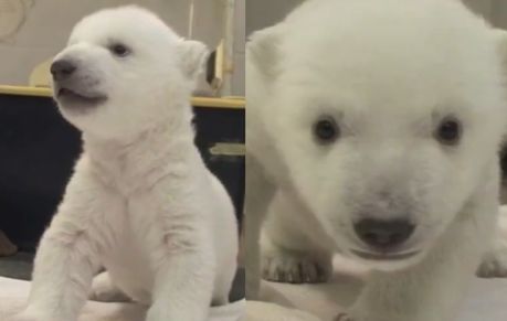 Pierwsze kroki niedźwiadka polarnego!