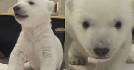 Pierwsze kroki niedźwiadka polarnego!