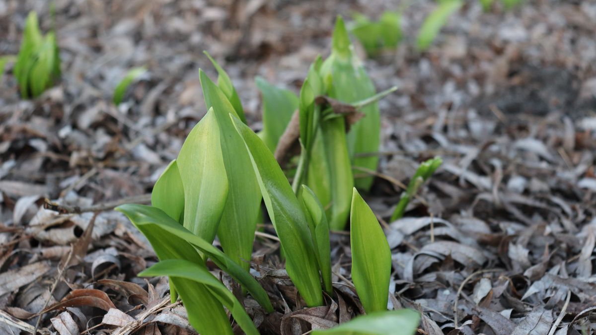 Czosnek niedźwiedzi bardzo dobrze wzmacnia odporność