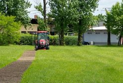 Bytom. Będzie kolorowo, w mieście sieją łąki kwietne