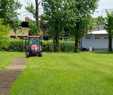 Bytom. Będzie kolorowo, w mieście sieją łąki kwietne