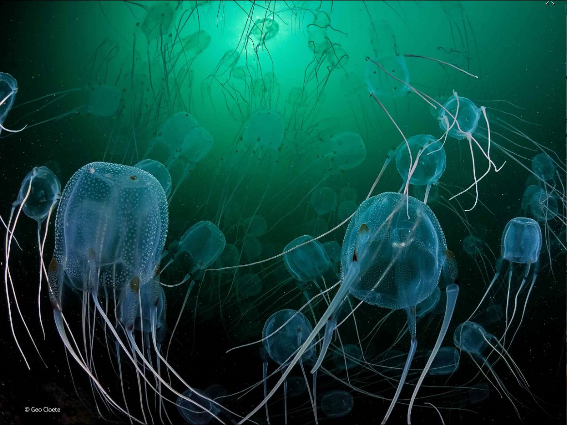 Zwycięzcy konkursu Wildlife Photographer of the Year 2014 37