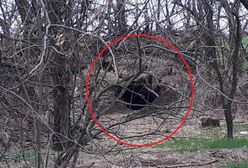 Rosjanie mieszkali w tej norze. "Kuchnia i WC jednocześnie"