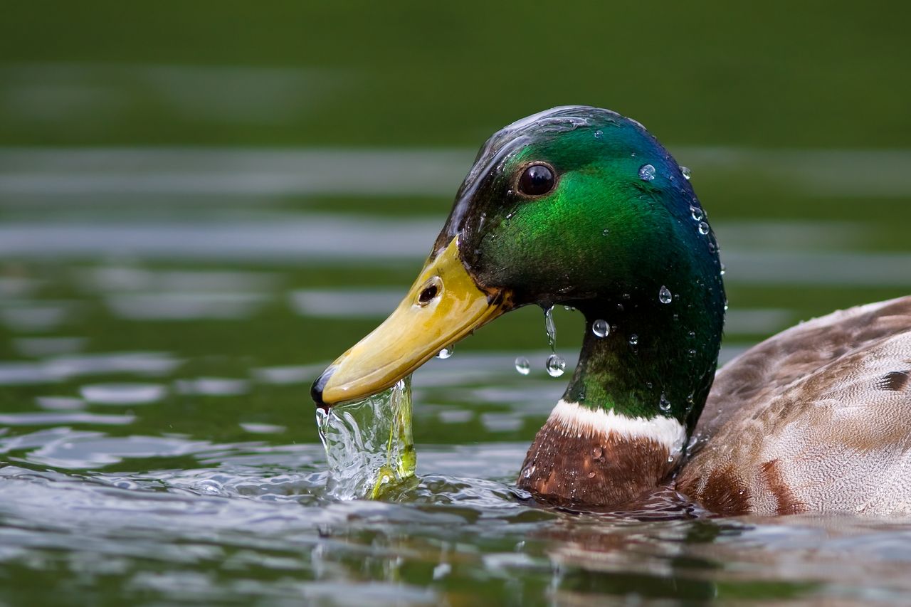 Konfrontacja Google i DuckDuckGo – czy w świecie wyszukiwarek może dojść do przewrotu?