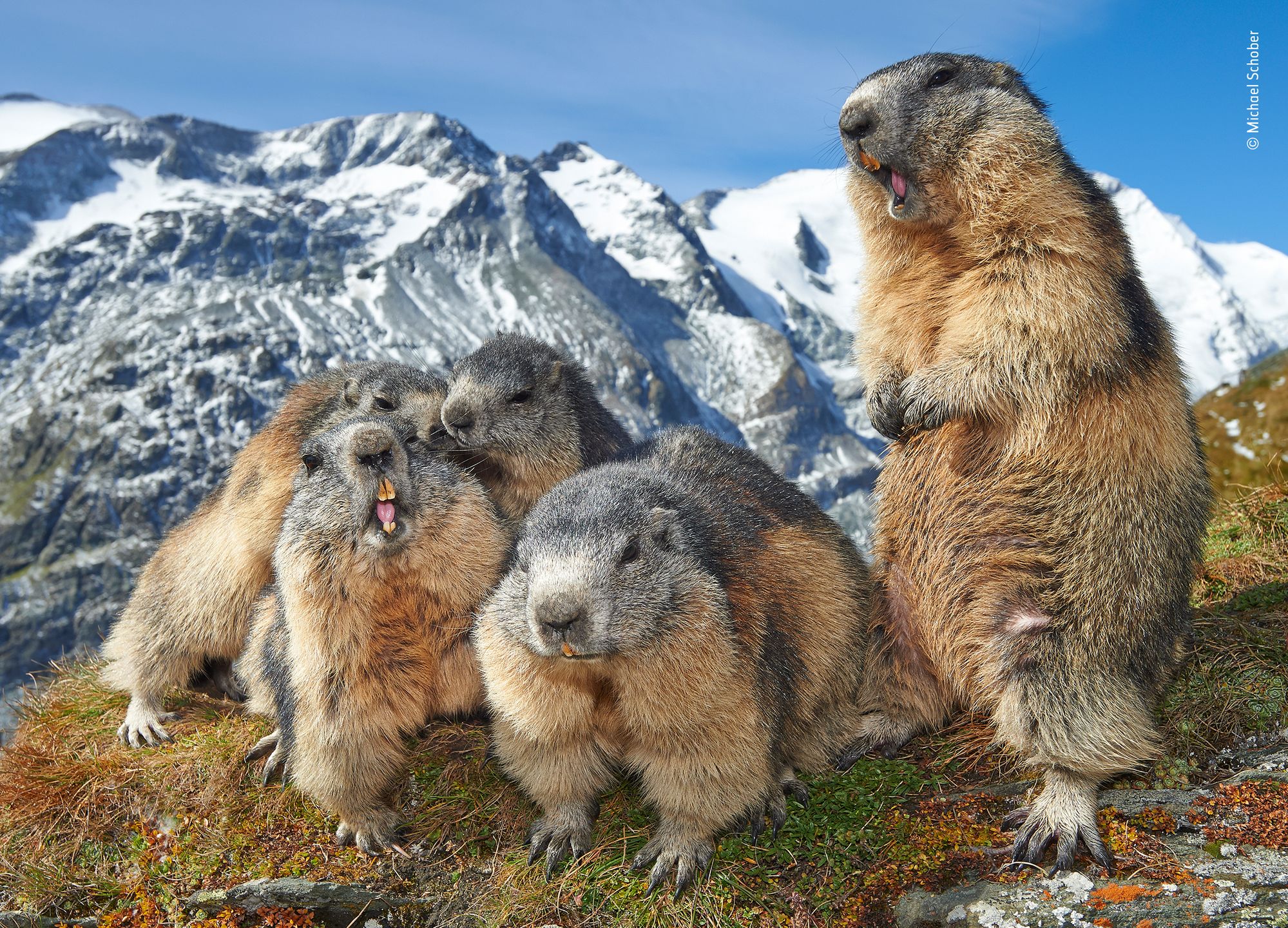 Finaliści nagrody publiczności w konkursie Wildlife Photographer of the Year 2019 1