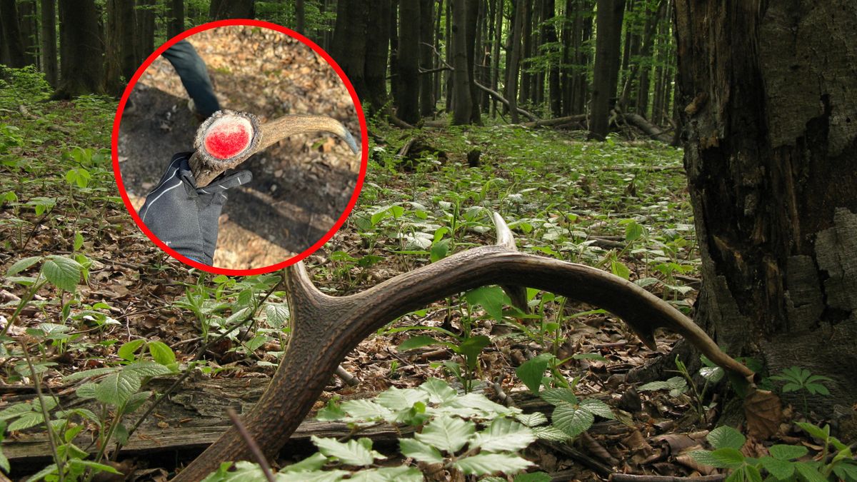 Leśnicy pokazali swoje znalezisko 