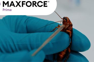 Maxforce z nową kampanią 