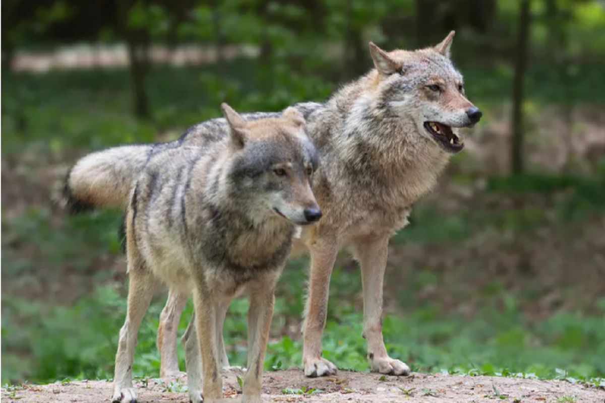 Wilk zastrzelony pod Krosnem. Myśliwy stanie przed sądem