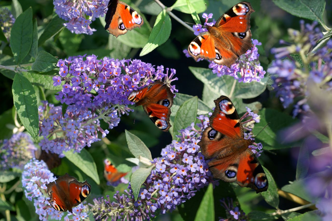 Motyle to nie tylko piękne, ale i bardzo pożyteczne owady