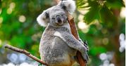 Australia zatwierdziła pierwszą szczepionkę chroniącą koale przed chlamydią