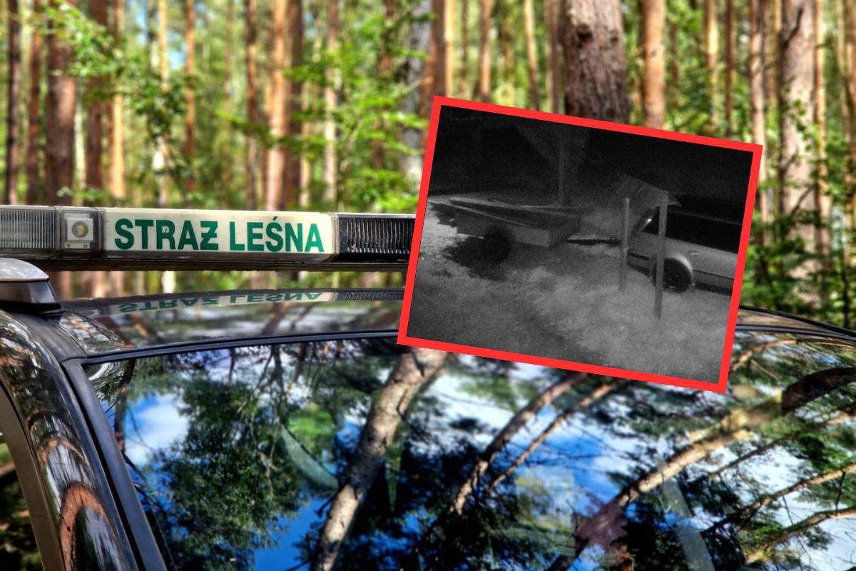 Leśnicy nagrali ich nocą. Zdradzili, co robili w lesie