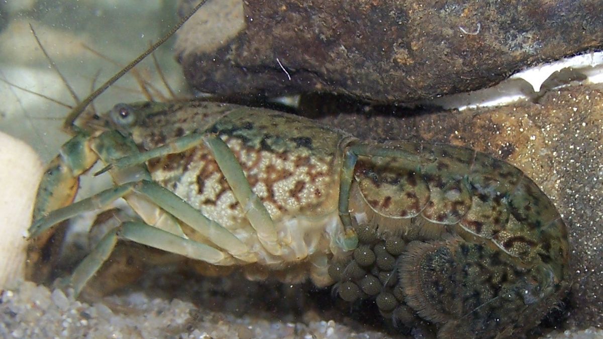 rak marmurkowy rak mutant