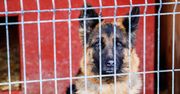 Łódzkie: Region rusza na ratunek bezpańskim zwierzętom