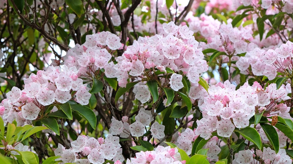 Kalmia latifolia Hoffman's Pink, pink mountain laurel in flower.
Kalmia latifolia Hoffman's Pink, pink mountain laurel in flower.
Alex Manders
pink, blooms, kalmia latifolia, blooming, flowering, hoffman's pink, bloom, flowers, natural