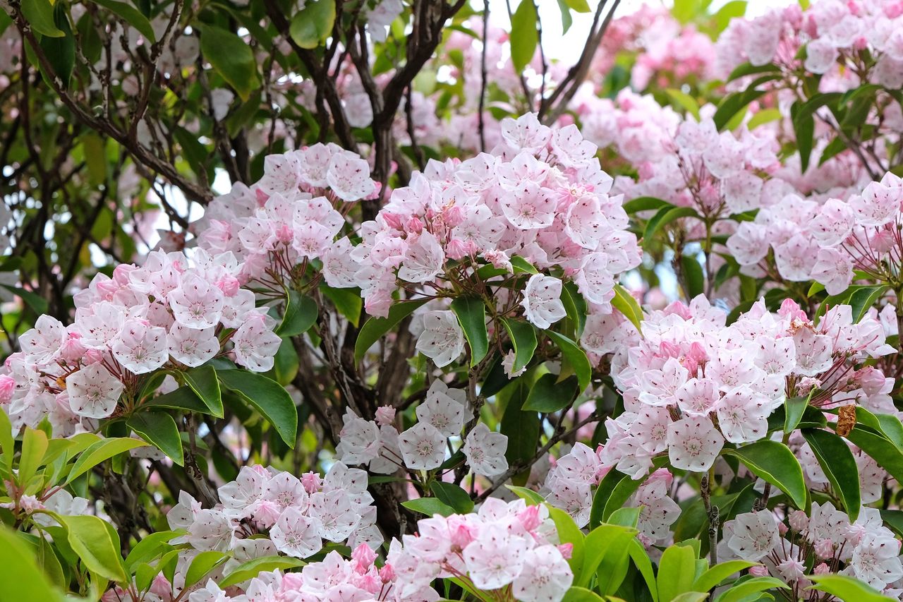 Posadź zamiast rododendronów. Kwitnie zjawiskowo