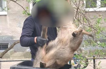 Uśmiercono ponad 20 dzików. Oświadczenie  Lasów Miejskich