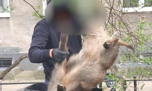 Uśmiercono ponad 20 dzików. Oświadczenie  Lasów Miejskich