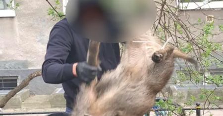 Uśmiercono ponad 20 dzików. Oświadczenie  Lasów Miejskich
