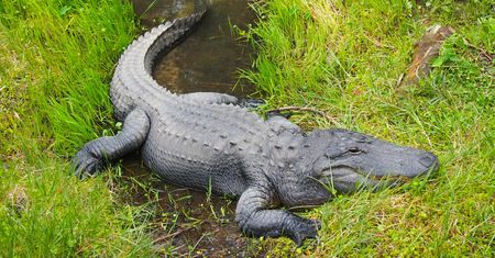 Wrocław. Aligator przy Odrze. Specjaliści potwierdzili