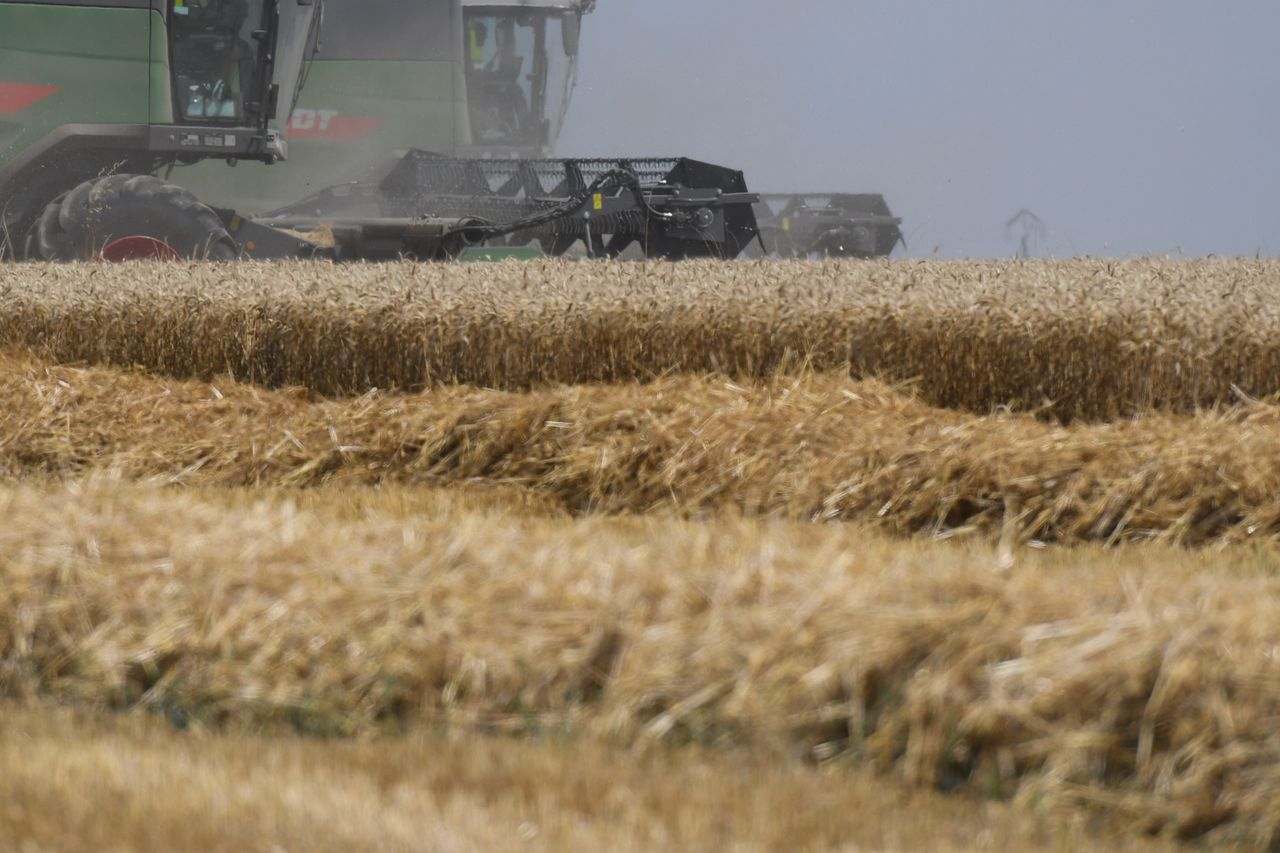 Nowa, genetycznie modyfikowana pszenica jest o 12 proc. wydajniejsza -  (Photo by Artur Widak/NurPhoto via Getty Images)