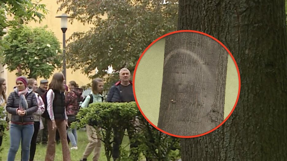Parczew. Tu w zeszłym roku zbierały się tłumy. Plama na dębie rosnącym przy ulicy Spółdzielczej przypominała niektórym twarz Jezusa
