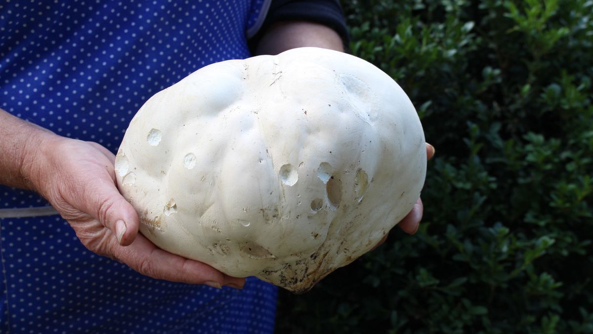 Ten grzyb jest wielki jak kula do kręgli