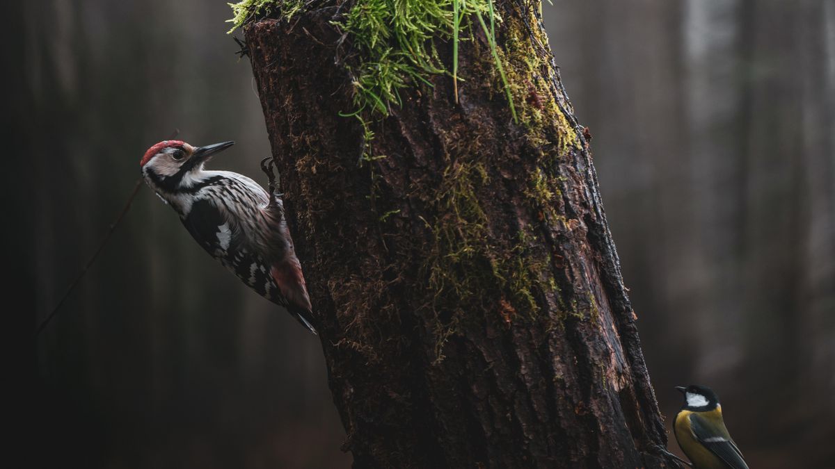 Dzięcioły upodobały sobie cmentarze. Nie tylko one