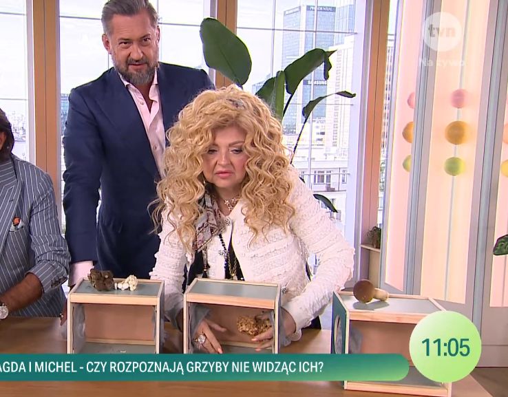 Żarty o "MACANIU GRZYBA" w "DDTVN"