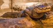 Marta świętuje urodziny. Jest najstarsza ze wszystkich mieszkańców zoo w Europie