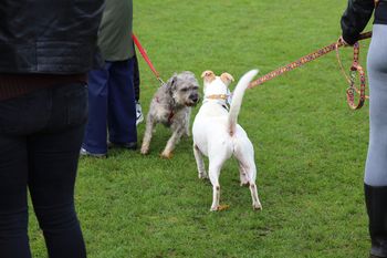 Zielona Góra: Sposoby na "psy podbiegacze". Reakcja radnego i wyjaśnienia behawiorysty