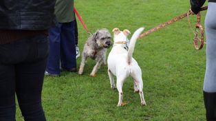 Zielona Góra: Sposoby na "psy podbiegacze". Reakcja radnego i wyjaśnienia behawiorysty