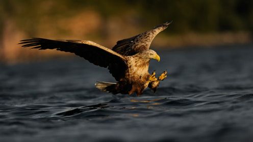 Oficjalne sample z Nikona D3s 1