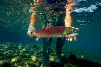 Hodowle łososia zaatakował wirus. Przenosi się na dzikie ryby