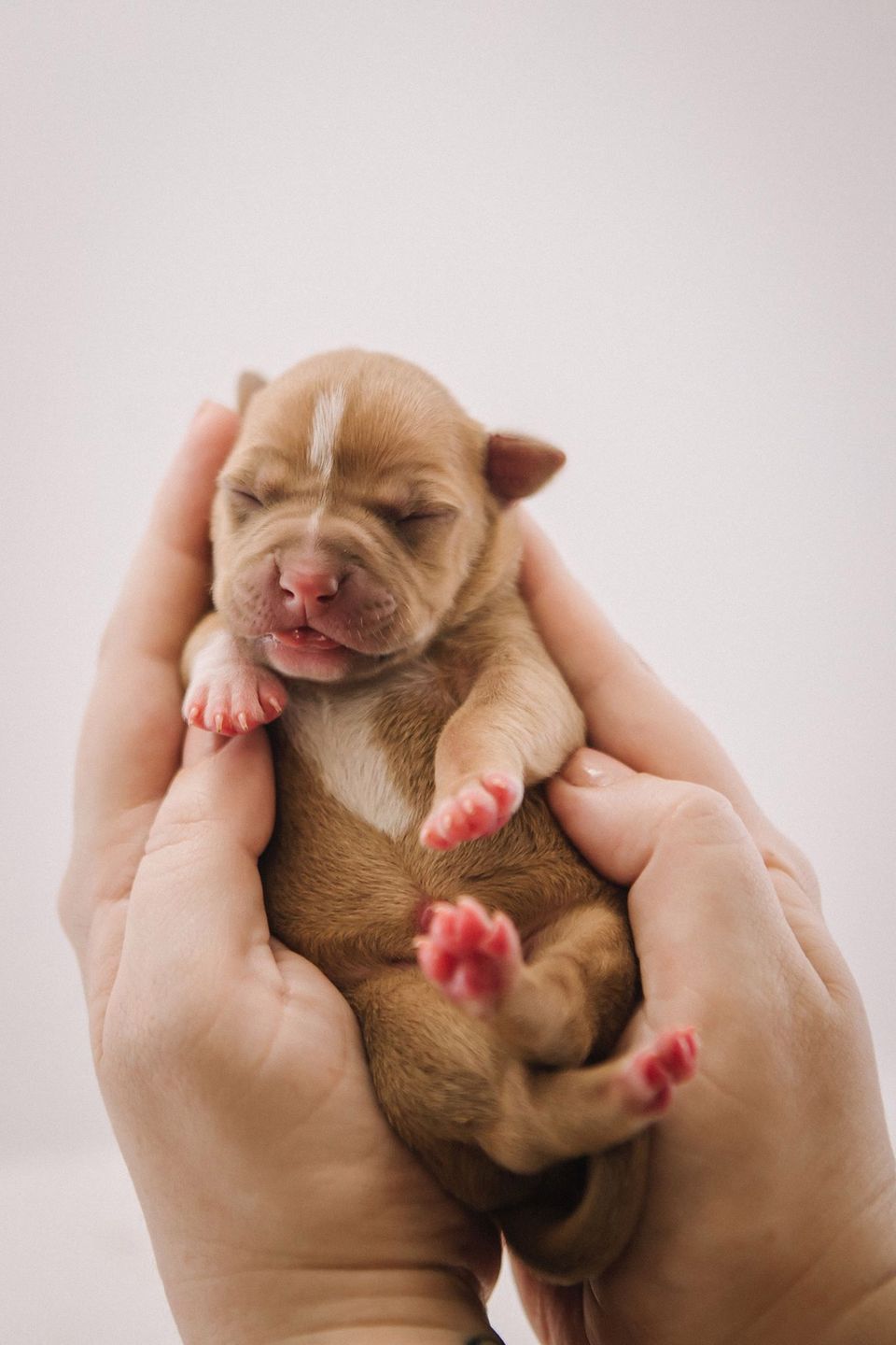 Sesja ciążowa pitbulla? To dziwne i urocze jednocześnie! 7