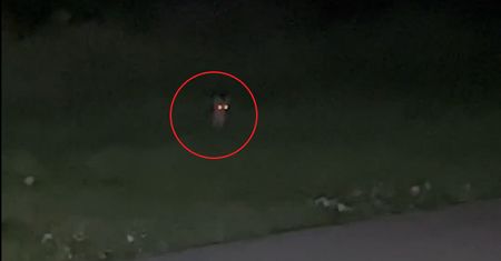 Leśnik zobaczył go nocą w Bieszczadach. Chwycił za telefon