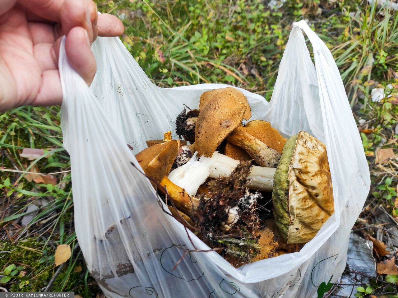 Grzybobranie może być śmiertelnie niebezpieczne. Można zabłądzić w lesie 