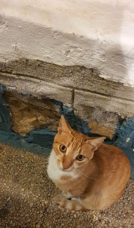kot kreta chania