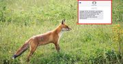 Alert RBC o szczepieniach lisów. Co będą zrzucały samoloty?