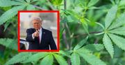 Historyczna zmiana Trumpa. Dotyczy marihuany