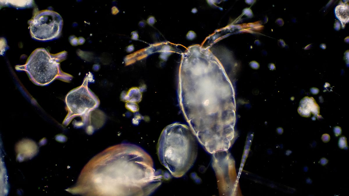 Zooplankton