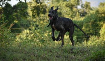 Tragedia pod Barczewem. Są wyniki sekcji zwłok siedmiolatki
