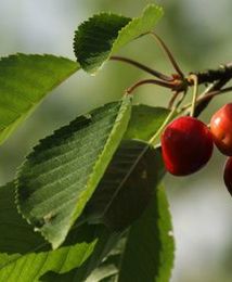 Koniec truskawek, czas na czereśnie