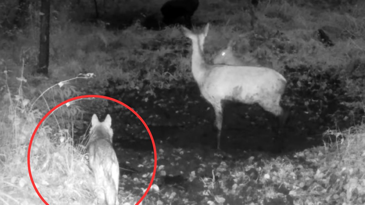 Autor nagrania podkreśla, że to bardzo rzadki widok