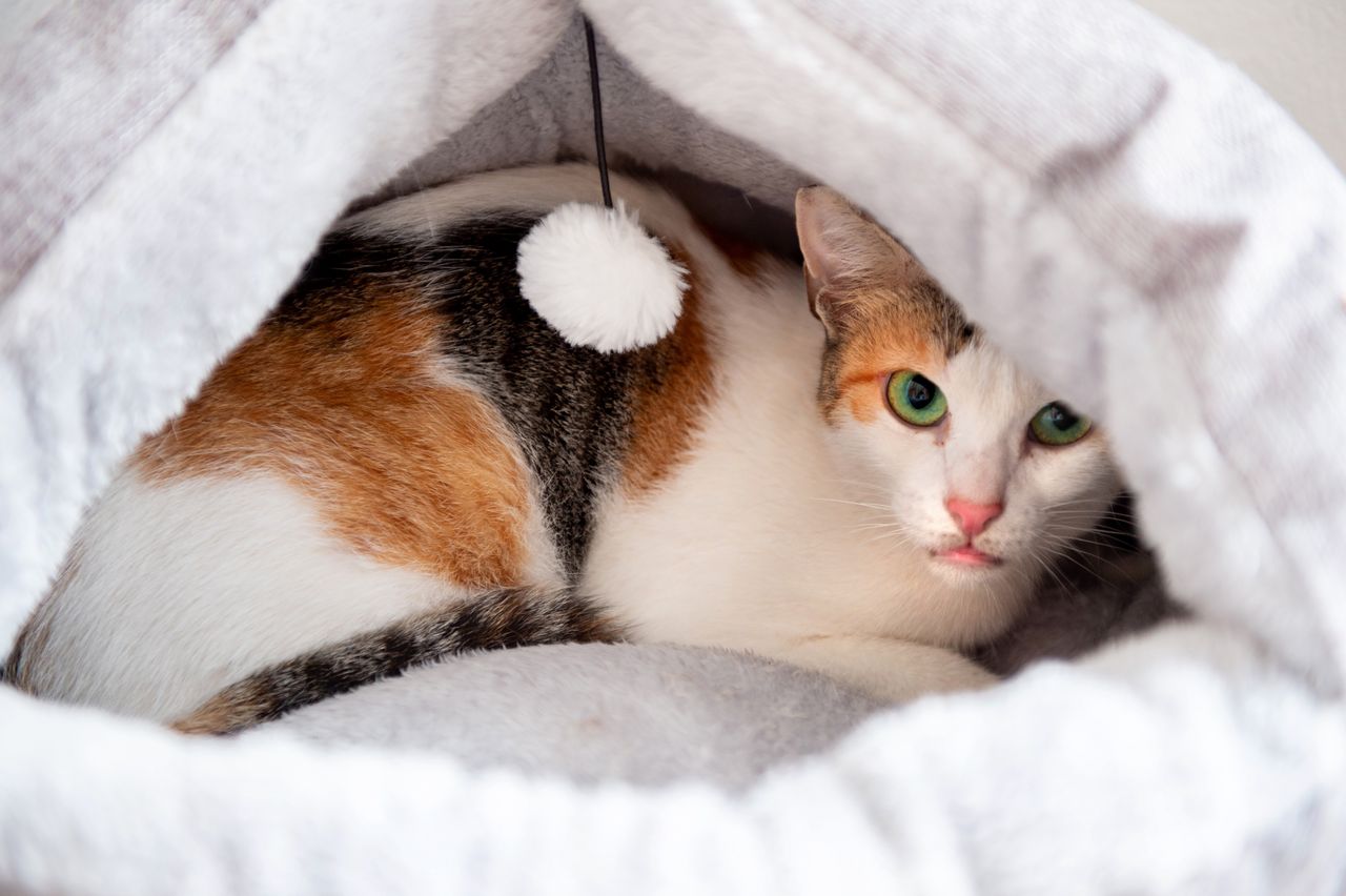 How to pet your cat correctly: expert unpacks the science behind feline satisfaction