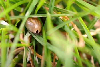 "Pożeracze" kleszczy. Zjadają nawet 130 w godzinę