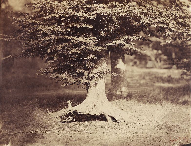 Gustave Le Gray - krajobrazy francuskie z XIX w. 10